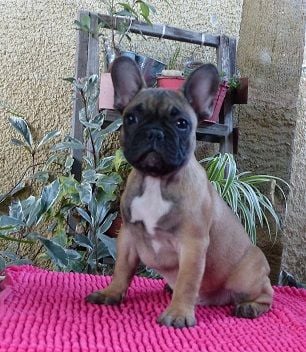 du Chevalier Gascon - Rubriques Chiots Mises A Jour !!!