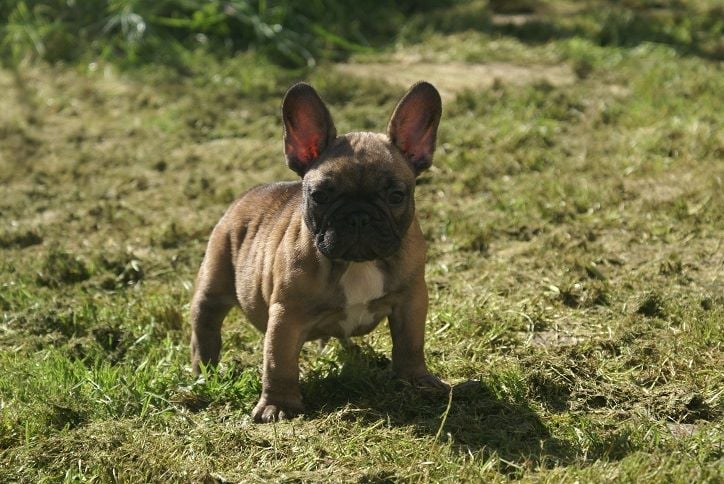 du Chevalier Gascon - Dernières Photos des Chiots !!!!