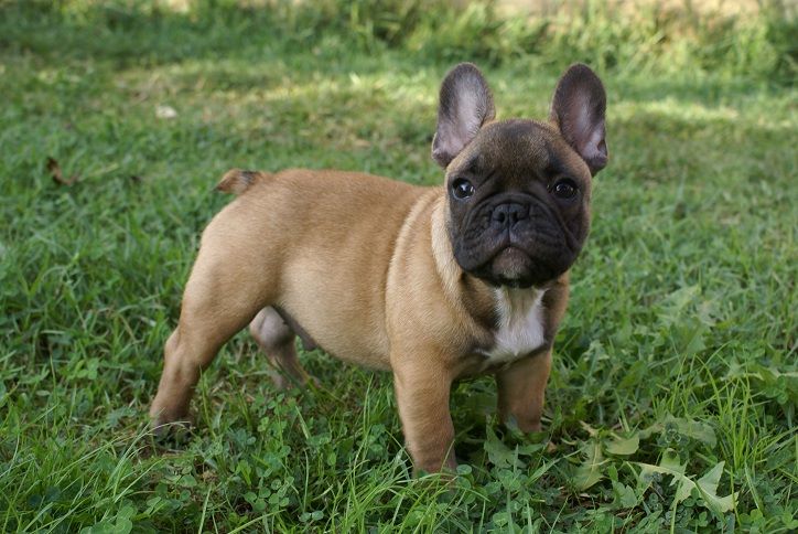 du Chevalier Gascon - Dernières Photos de Nos Chiots !!!!