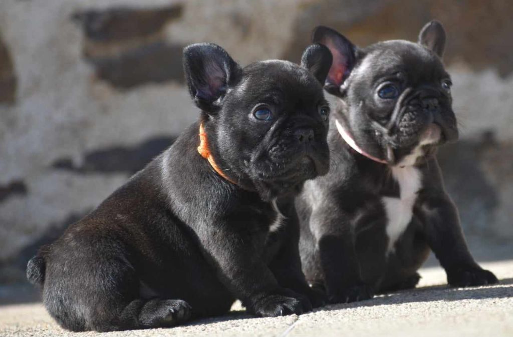 Chiot Bouledogue français du domaine de Bodaway