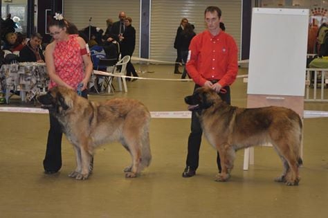 Paris Dog Show 2015