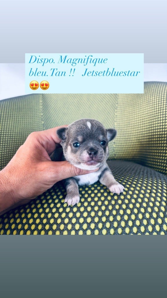 Jet Set's Blue Star - Chihuahua , magnifique   Blue tan 