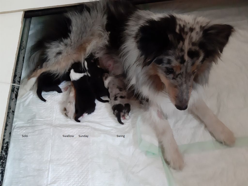 Chiot Shetland Sheepdog des enfants du Plessis