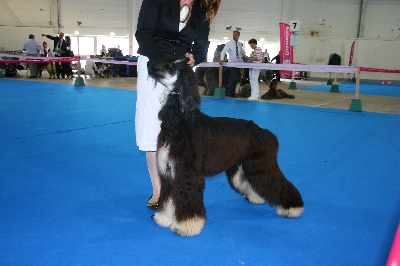 Alishan's - Championnat de France 2012 "GEORGIO"