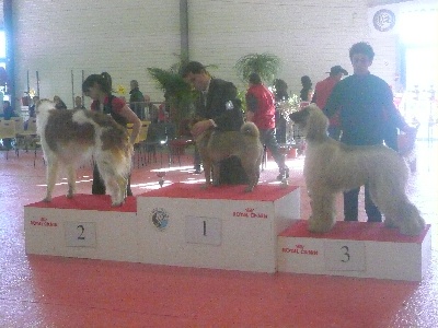 Alishan's - Concours jeune Handler  Laval 09 Simon et Massoud sur le Podium!!!