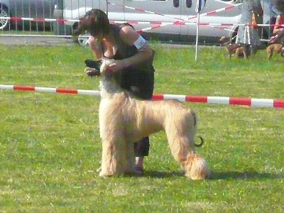 Alishan's - WANDHOND FESTIVAL 2009 "Massoud "nouveau jeune Champion du Lux