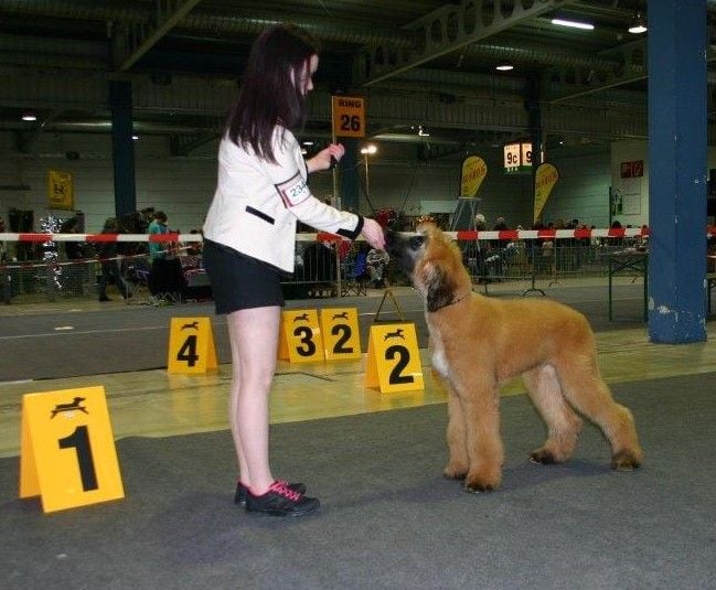 Alishan's - 88th International Dog show Luxembourg !