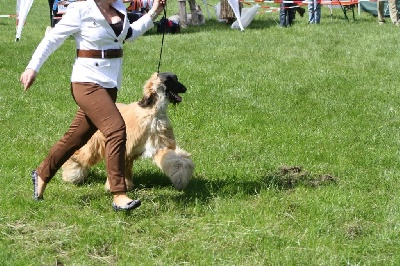 Alishan's - Wandhond Festival 2011 luxembourg"Farouk" 