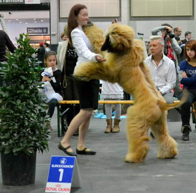 Alishan's - "Nice Ghandi" Champion Jeune De Belgique!