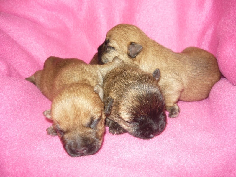 Chiot Cairn Terrier O' Voyou d'Ecosse