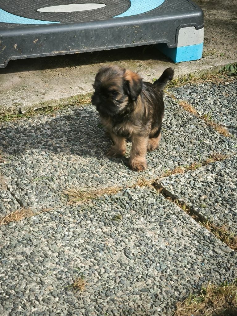 du Grand Cuzac - Chiots disponibles - Griffon belge