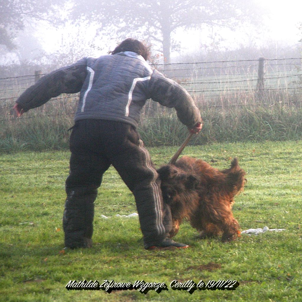 du domaine des Peluches - BREVET DE CHIEN DE DEFENSE