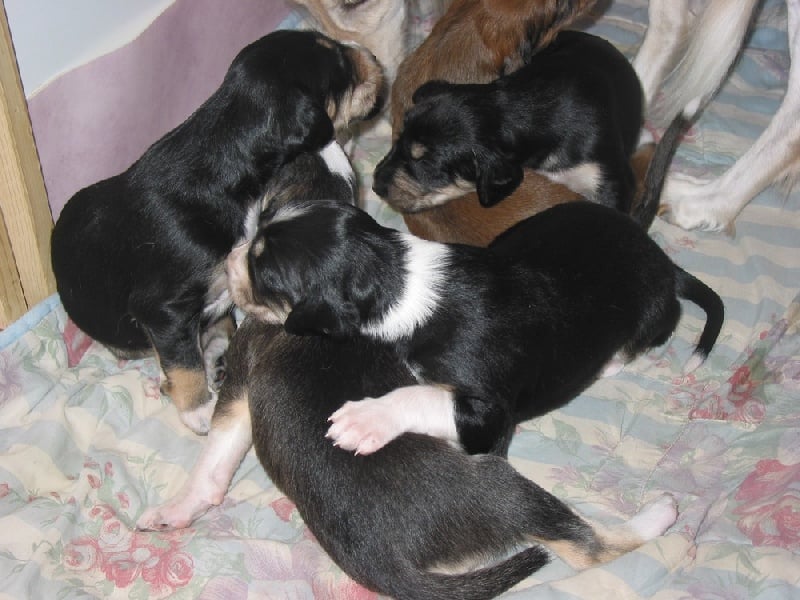 Chiot Saluki des Messagers de Khandah'Hare