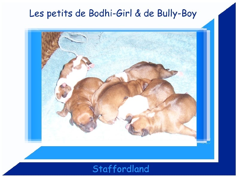 Chiot Staffordshire Bull Terrier Staffordland