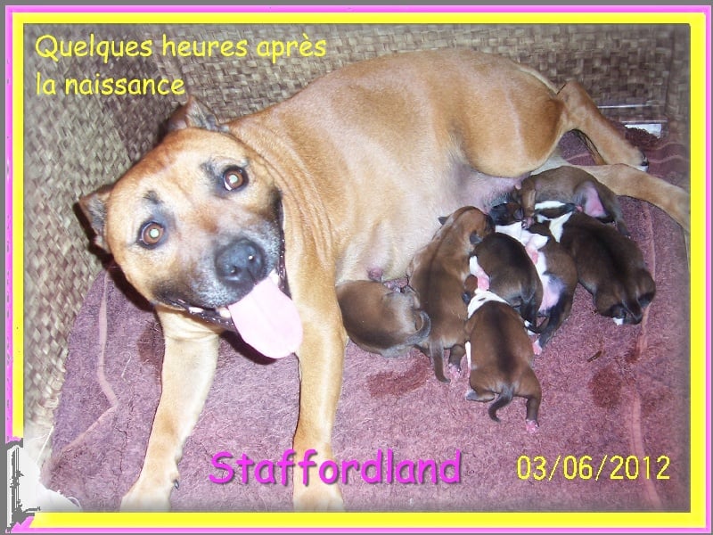 Chiot Staffordshire Bull Terrier Staffordland