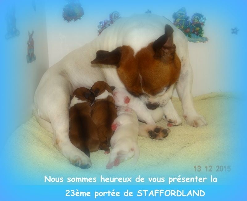 Chiot Staffordshire Bull Terrier Staffordland