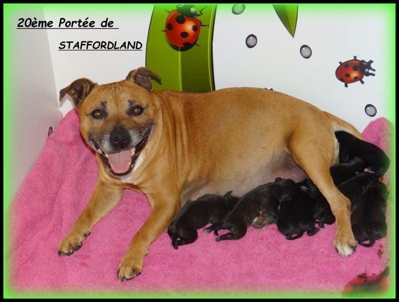 Staffordland - Staffordshire Bull Terrier - Portée née le 25/05/2015