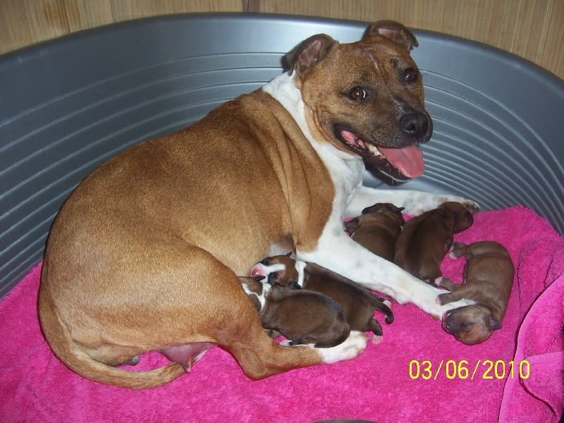 Staffordland - Staffordshire Bull Terrier - Portée née le 02/06/2010