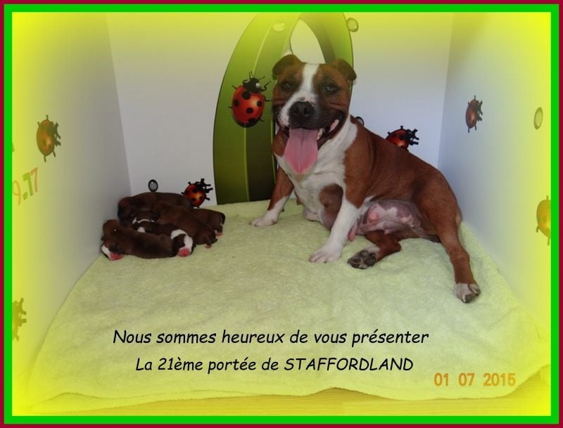 Staffordland - Staffordshire Bull Terrier - Portée née le 30/06/2015