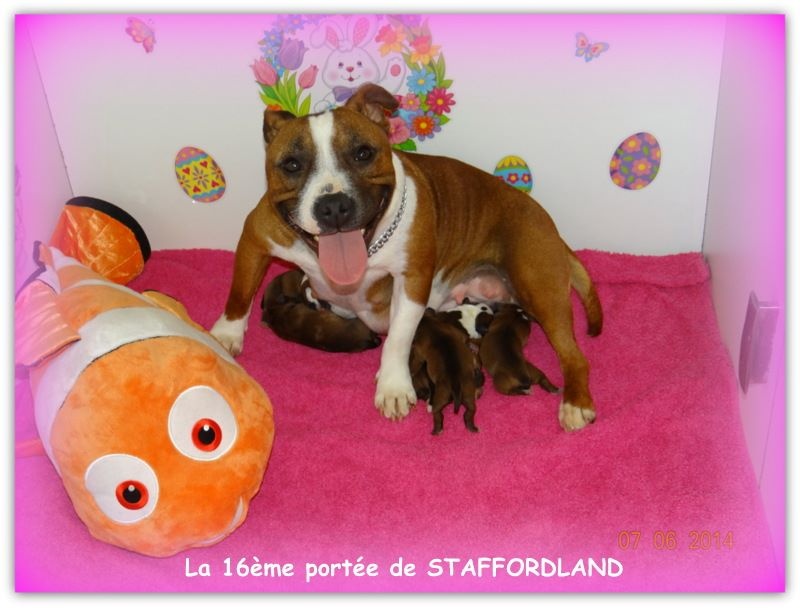 Staffordland - Staffordshire Bull Terrier - Portée née le 07/06/2014