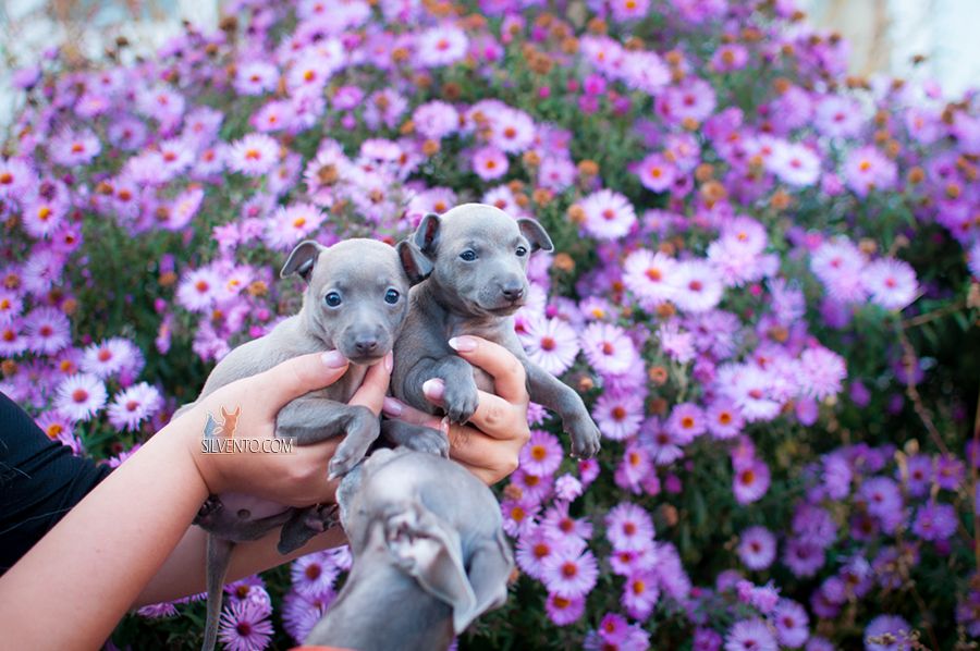 Chiot Petit Levrier Italien Silvento