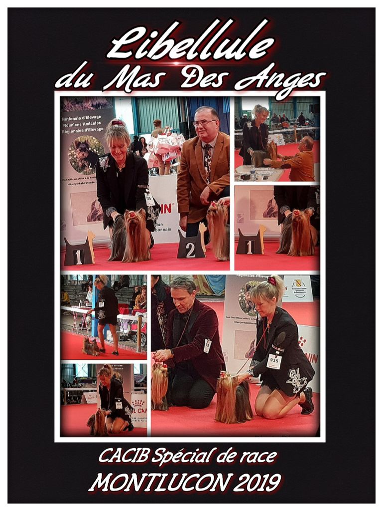 du Mas des Anges - International show, Montluçon, France. Yorkshire Terrier 