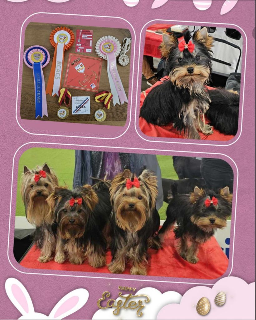 du Mas des Anges - ALES Cévennes Dog Show 30/31 Mars 2024 