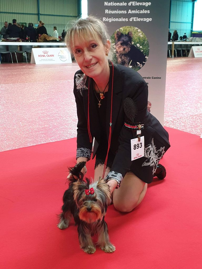 du Mas des Anges - International show, Montluçon, France. Yorkshire Terrier 