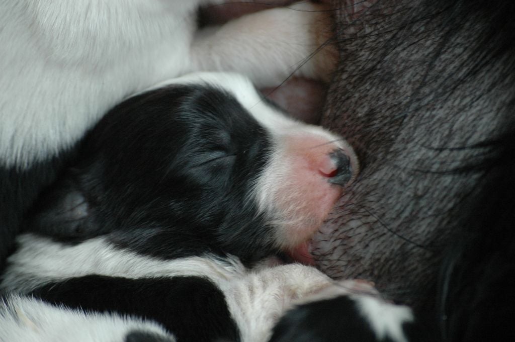 Chiot Border Collie des Monts du Levezou