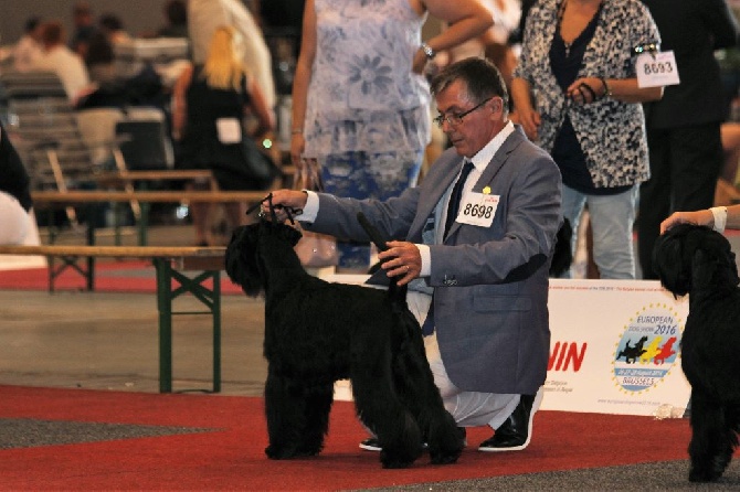 des terres d'aunis - EUROPEEN DOG SHOW 2016