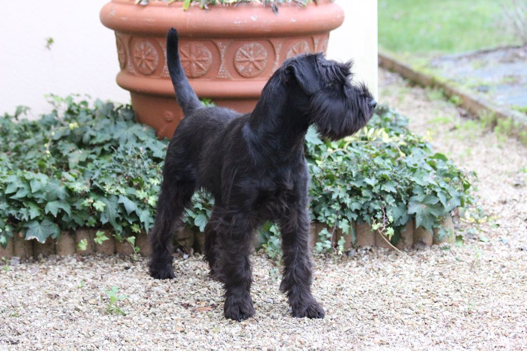 des terres d'aunis - Axane jeune chienne âgée de 5 mois