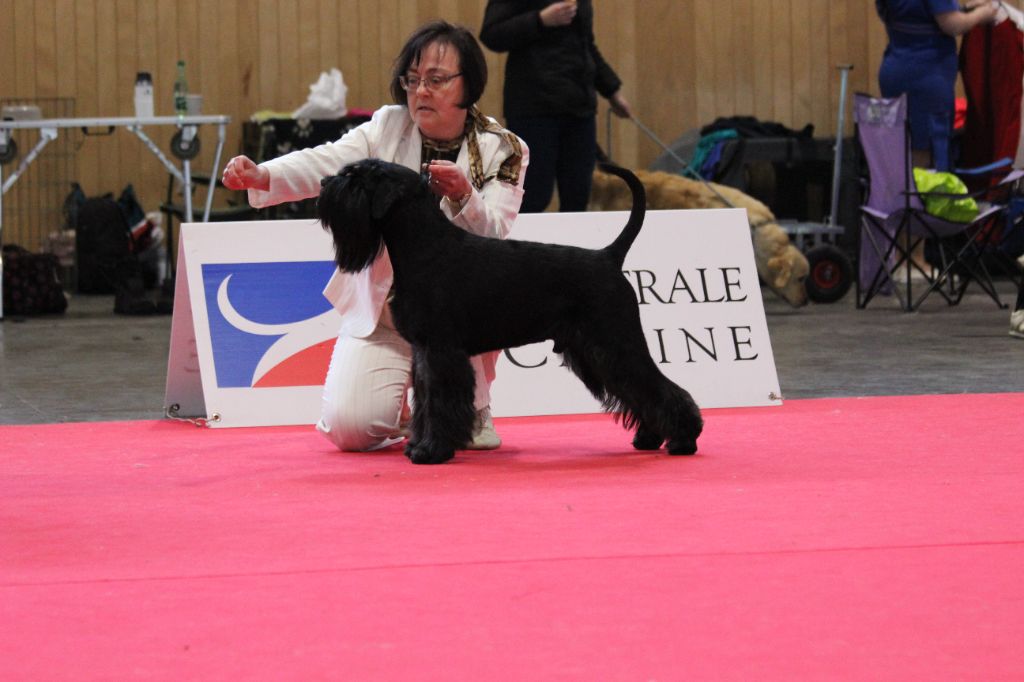 des terres d'aunis - EUROPEAN DOG SHOW - PARIS 2022