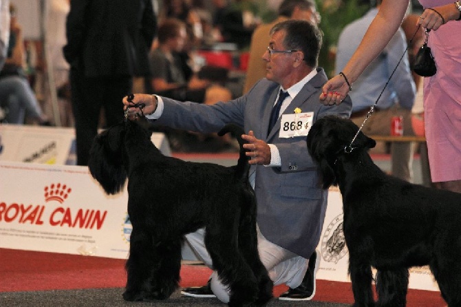 des terres d'aunis - EUROPEEN DOG SHOW 2016