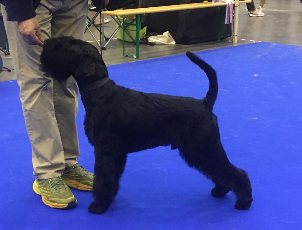 des terres d'aunis - WORLD DOG SHOW     -     SUISSE 2023