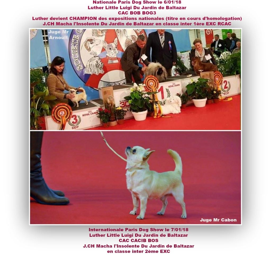 du Jardin de Baltazar - PARIS DOG SHOW janvier 2018 