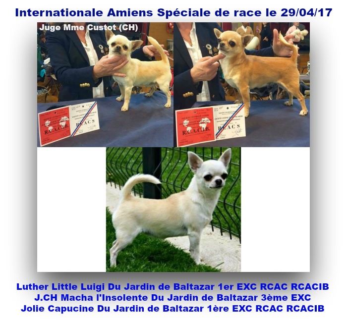 du Jardin de Baltazar - Internationale Amiens Spéciale de race le 29/04/17