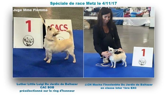 Spéciale de race Metz le 4/11/17