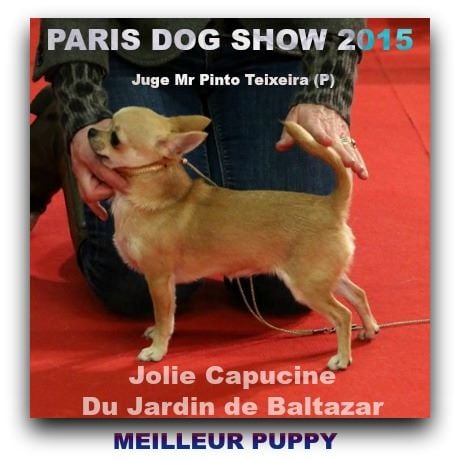 du Jardin de Baltazar - PARIS DOG SHOW le 11/01/15