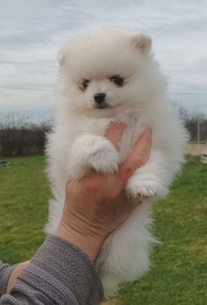 de l'ange aux papillons - Chiots disponibles - Spitz allemand