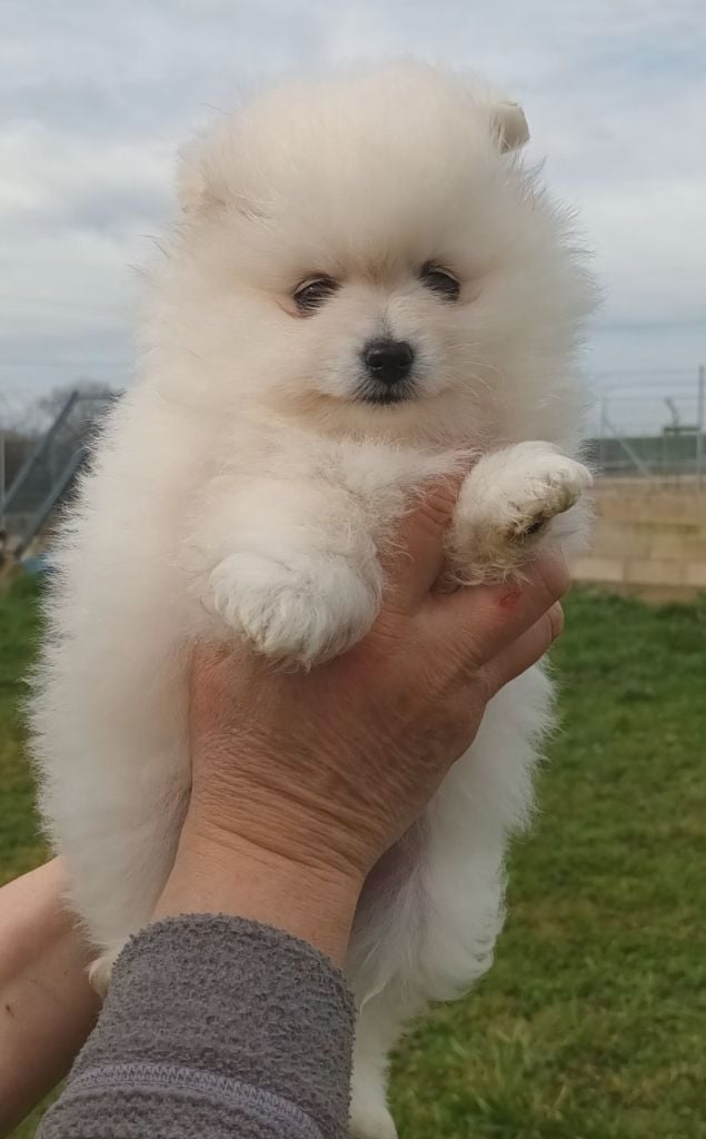 de l'ange aux papillons - Chiots disponibles - Spitz allemand