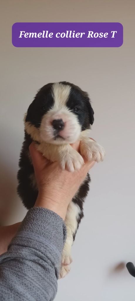 de l'ange aux papillons - Chiots disponibles - Chien du Saint-Bernard