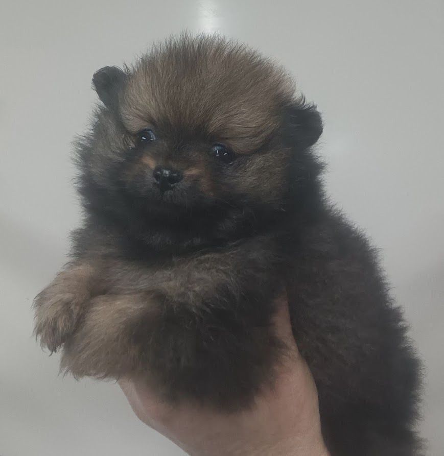 de l'ange aux papillons - Chiots disponibles - Spitz allemand