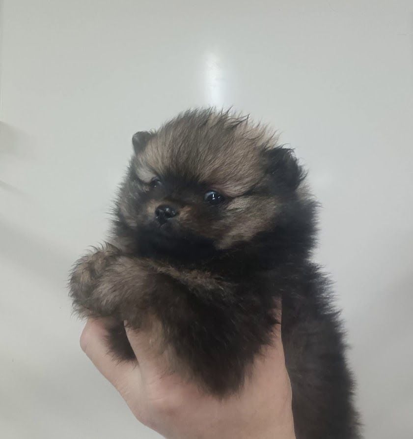 de l'ange aux papillons - Chiots disponibles - Spitz allemand