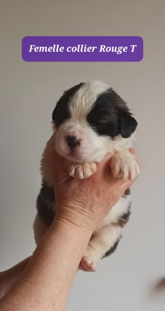 de l'ange aux papillons - Chiots disponibles - Chien du Saint-Bernard