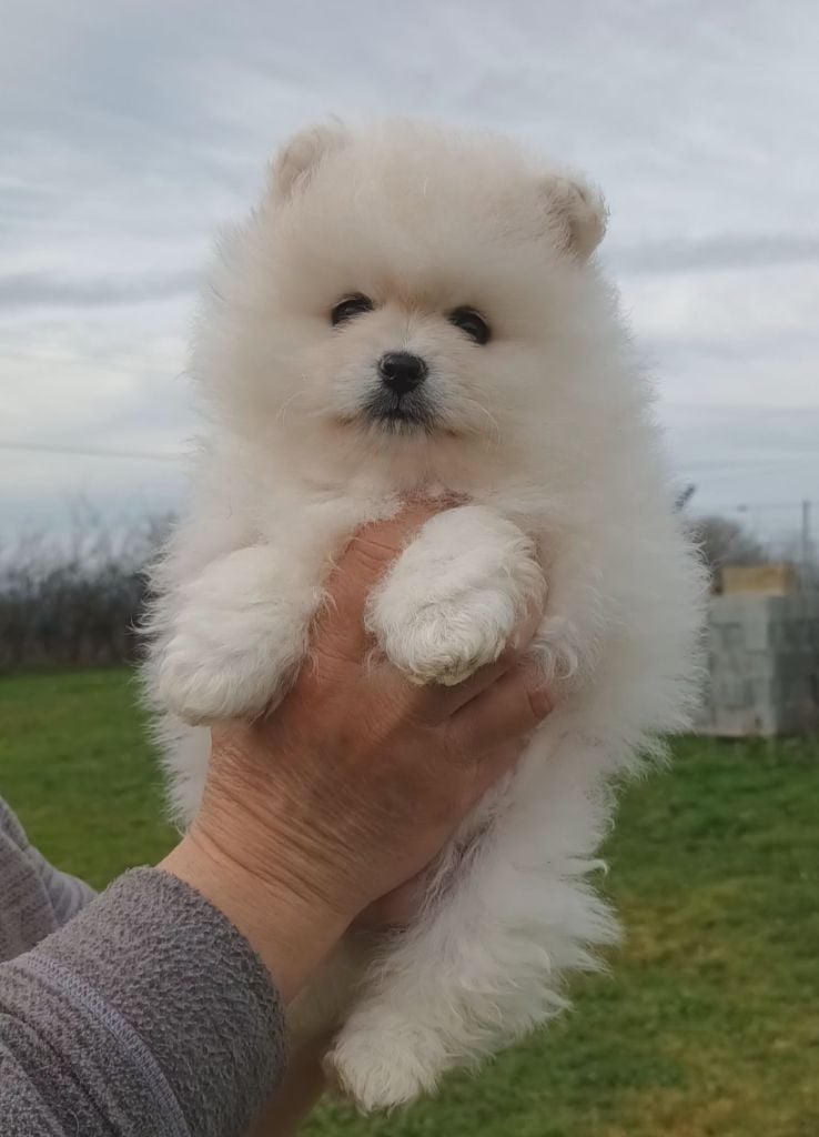 de l'ange aux papillons - Chiots disponibles - Spitz allemand