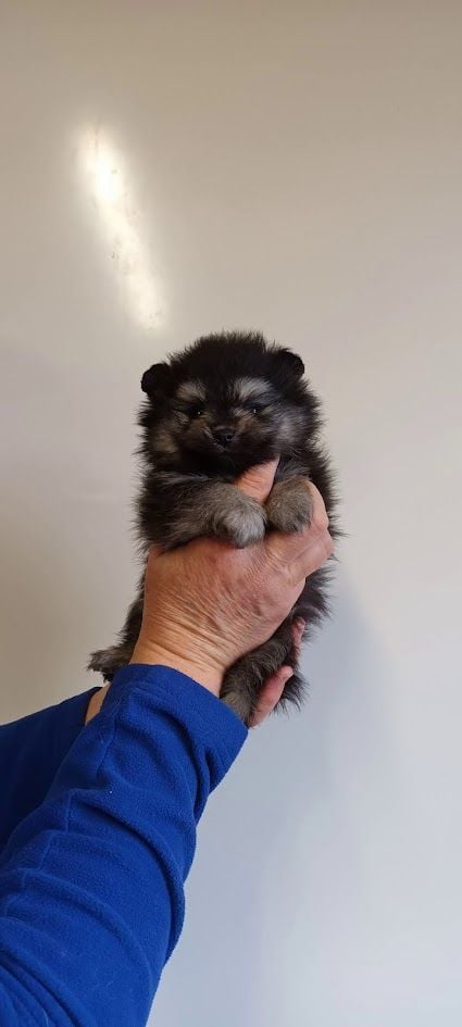 de l'ange aux papillons - Chiots disponibles - Spitz allemand