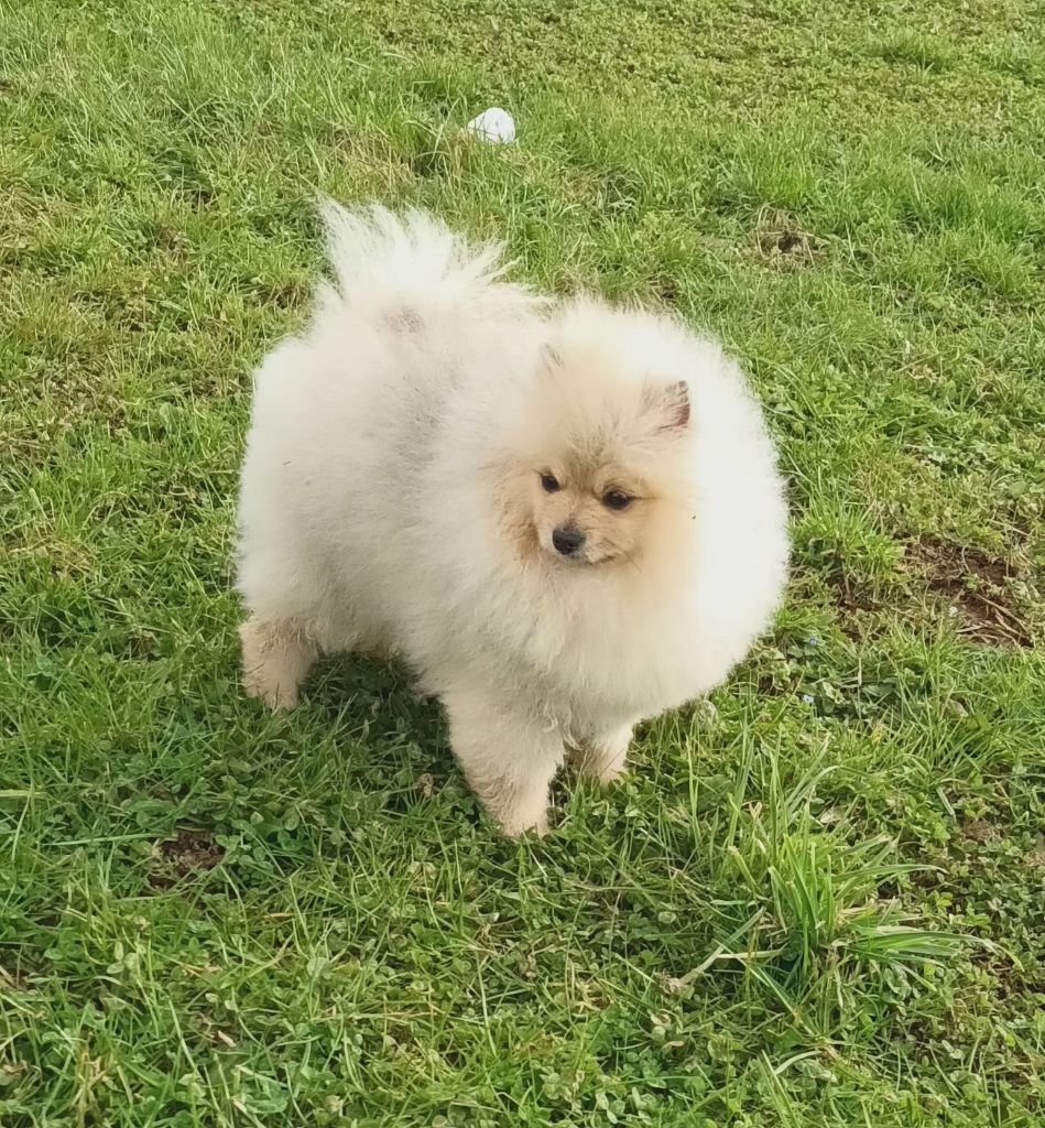 de l'ange aux papillons - Chiots disponibles - Spitz allemand