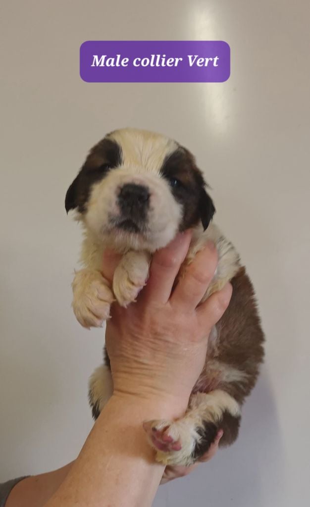 de l'ange aux papillons - Chiots disponibles - Chien du Saint-Bernard