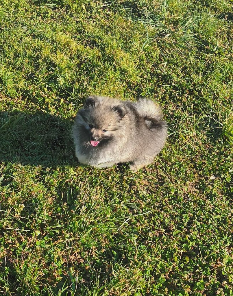 de l'ange aux papillons - Chiots disponibles - Spitz allemand