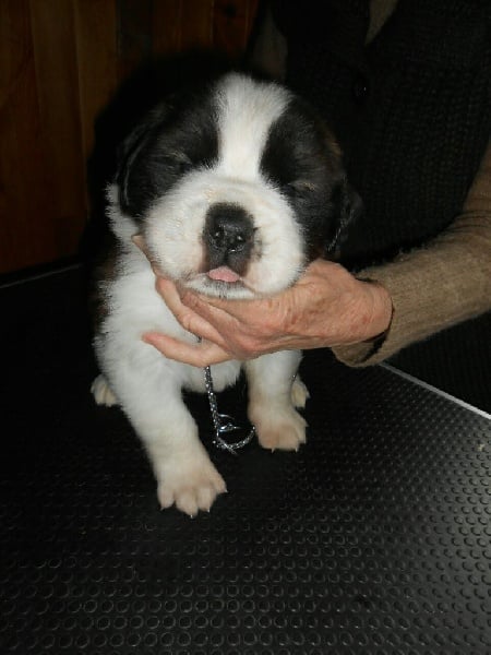 de l'ange aux papillons - Chien du Saint-Bernard - Portée née le 03/11/2015